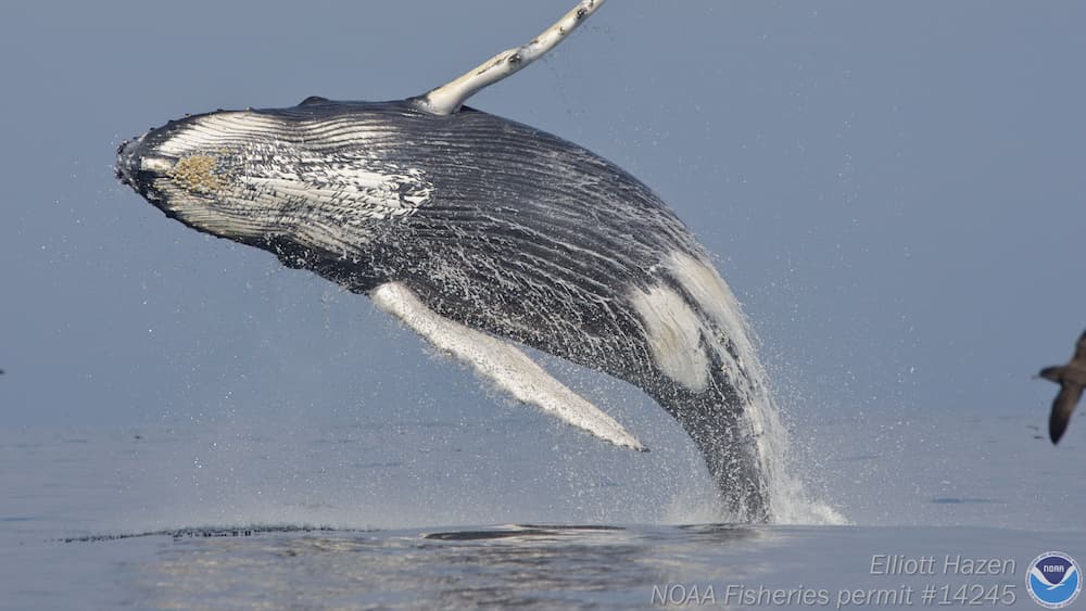 Breaching bahavior, A humpback whale leaps out of the water