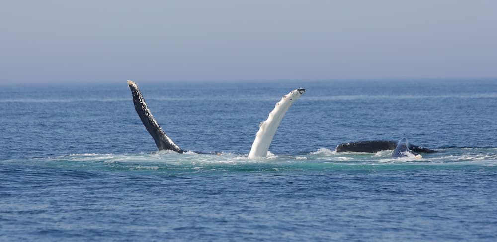 Whales flippering, when whales roll onto their sides or backs and slap the water with one or both of their pectoral fins