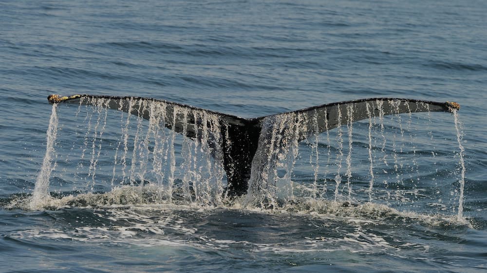 Whales high fluking, when the whale will raise its tail in a vertical position, providing a good view of the lower (or ventral) side