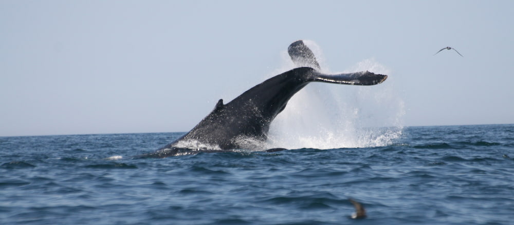 Whale kickfeeding, in kickfeeding, a humpback raises the back part of its body and slaps (kicks) the water before quickly descending under a bubble net to capture a school of fish