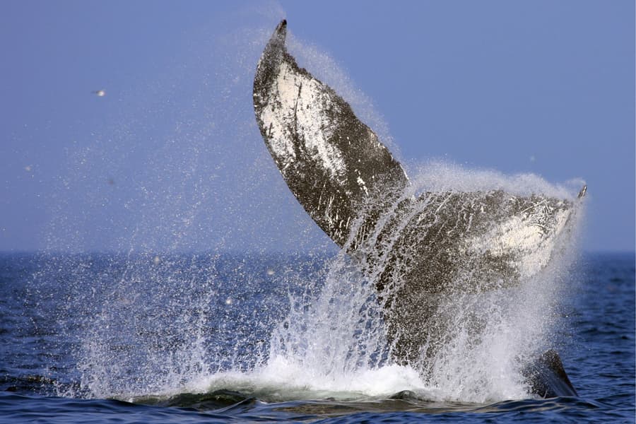 Whales lobtailing, lifting the tail out of the water and then slapping the surface