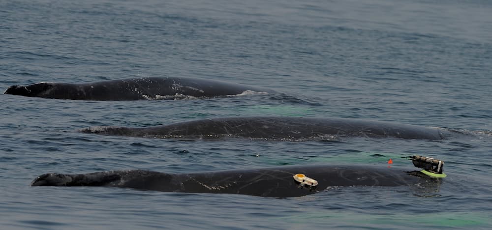 Whales logging, laying quietly at the surface