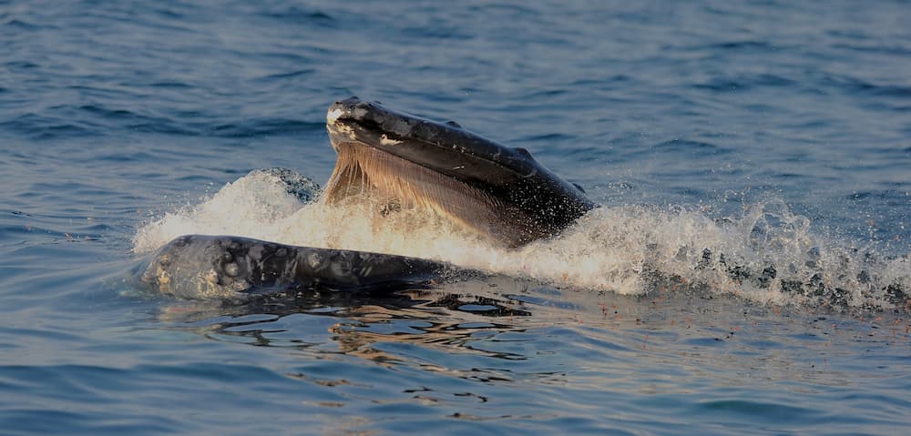 Whale lunge feeding, a whale may use a quick burst of speed along a straight track with its mouth open to catch its prey