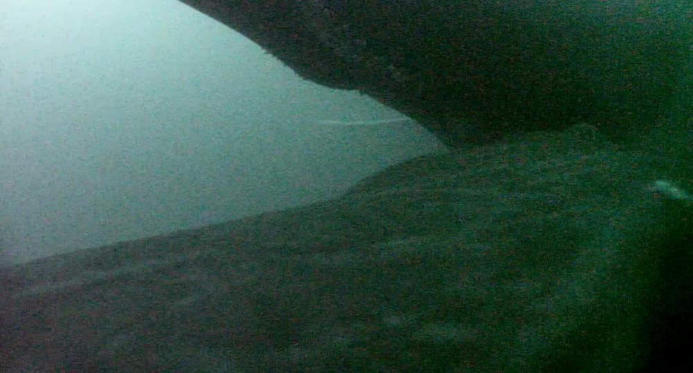 Whales nursing, when calf suckles underwater, then surfaces to the mother’s side, slightly behind her dorsal fin