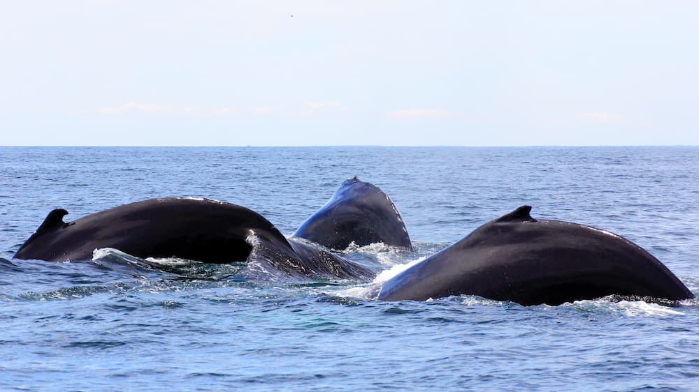 Whales doing rounding out behavior