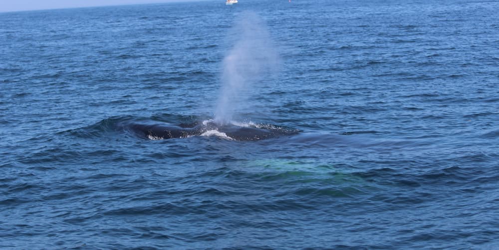 Whales spouting, a spout (or blow) is the cloud of air and condensed water vapor that forms when a whale exhales