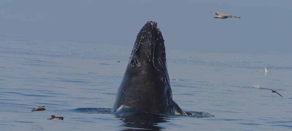 Whales spyhopping, when a whale positions itself vertically or at an angle