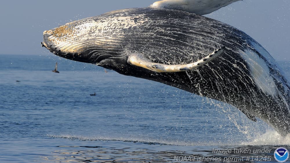 A humpback whale leaps out of the water in a full breach