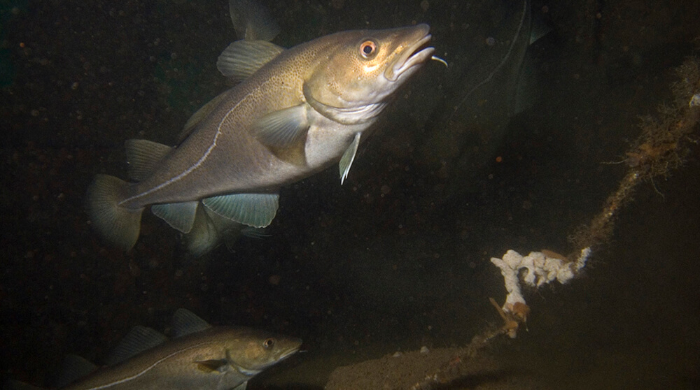 two cod in deep water