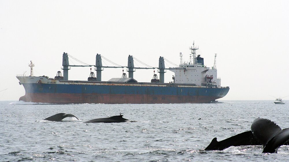 whales swim near a container ship