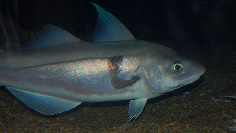 a haddock in deep water