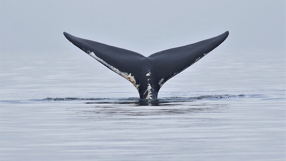 a whale tail rises out of the water