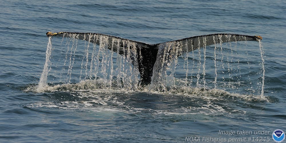 whale tail breaching the surface of the water
