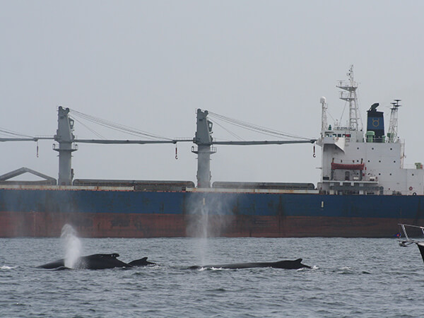 whales swim near a large ship
