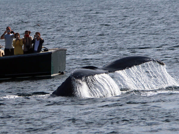 people photograph a whale from a small boat