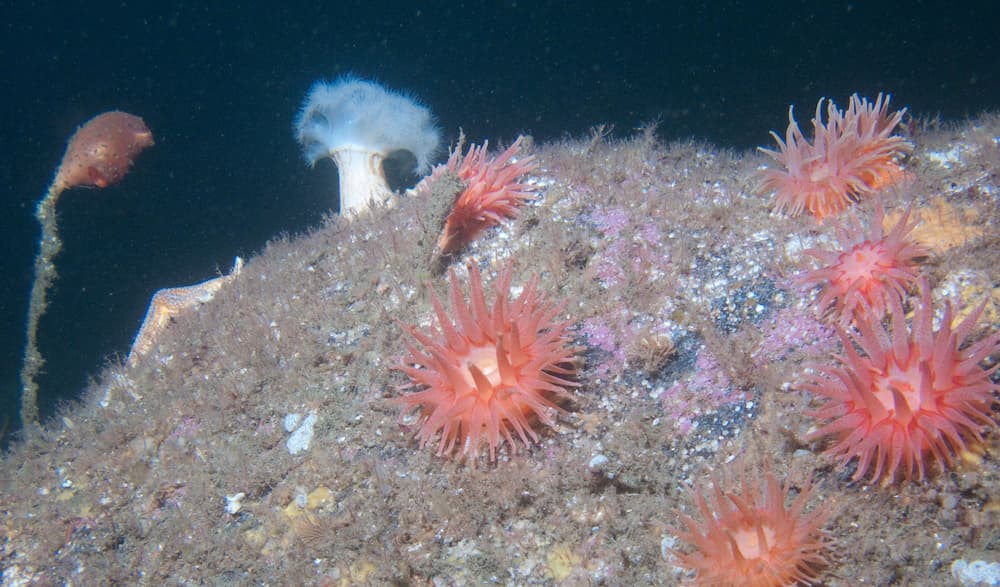 Colorful anemones and flower-like tunicates attach to the surfaces of rocky ridges and boulders