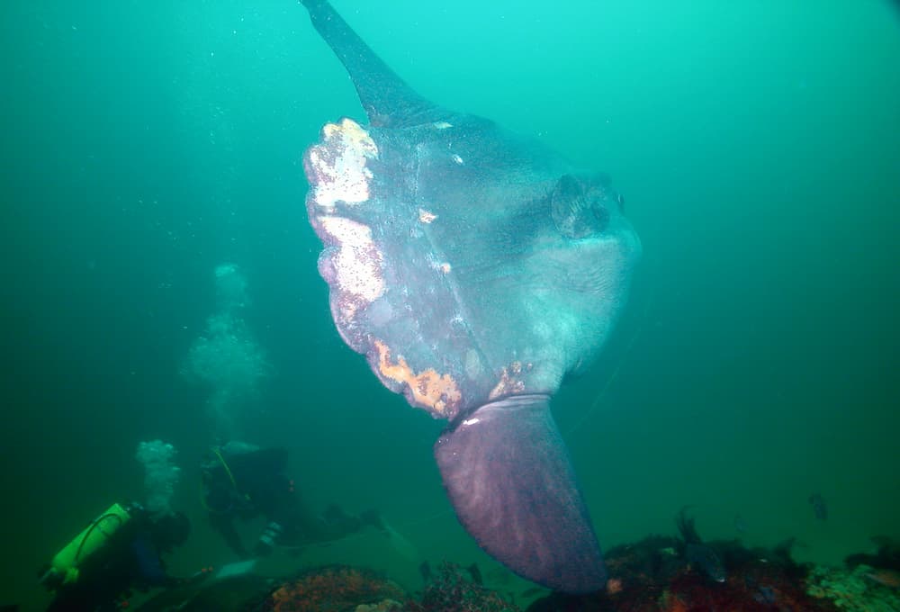 An ocean sunfish animal