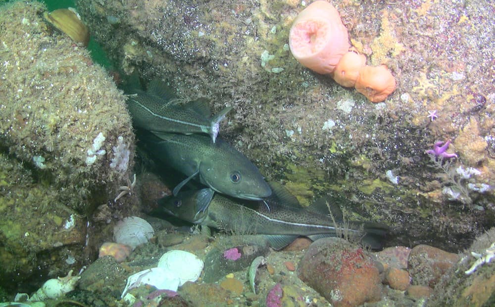Piled boulders provide crevices that fish, like these cod, use for shelter