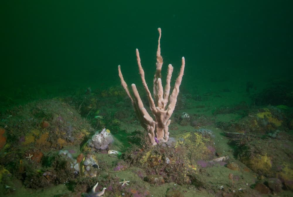 A sponge forest under the sea