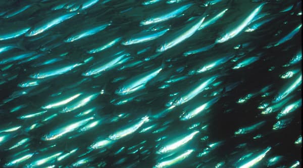A group of atlantic herrings