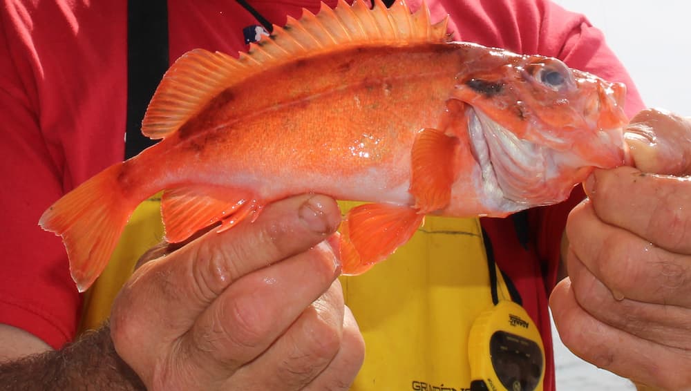 Someone holding a fish, with its mouth wide open
