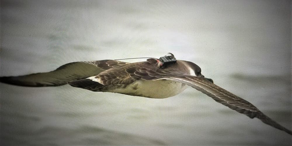 shearwater flying with a tracker attached to it's back
