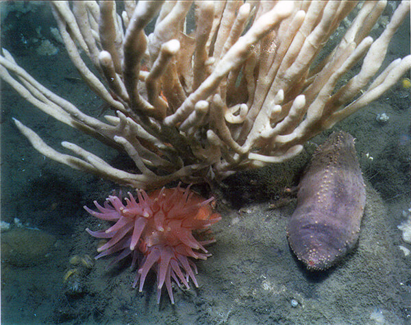  anemone, finger sponge, and sea cucumber on the seafloor