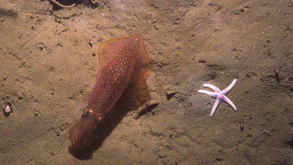 a small squid swims on the seafloor next to a small sea star