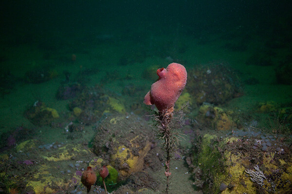 A pink heart shaped sponge