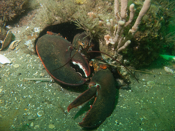 a lobster with large claws partially hidden in its den