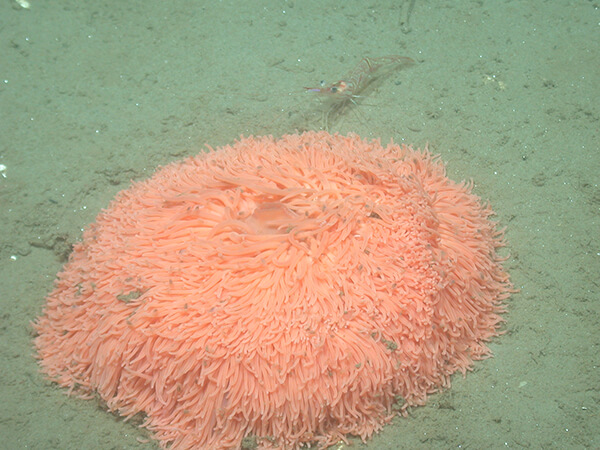 a large pink anemone next to a shrimp