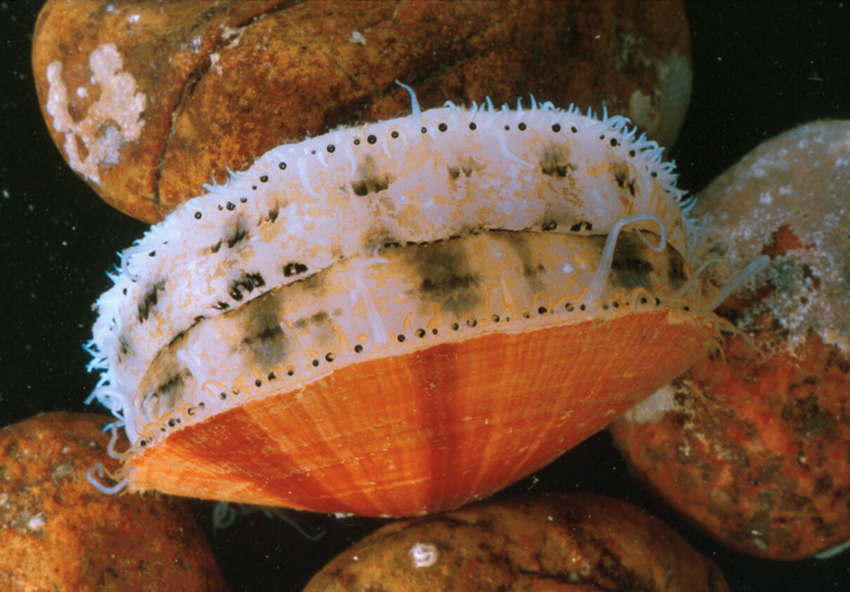 a sea scallop tucked among rocks