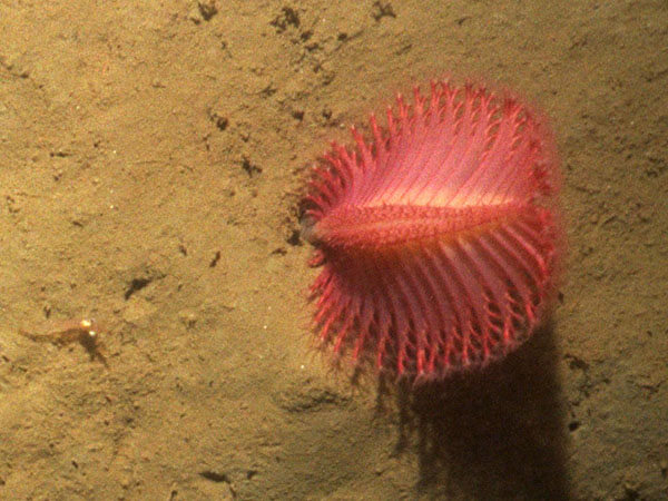 a pink spiky creature on the seafloor