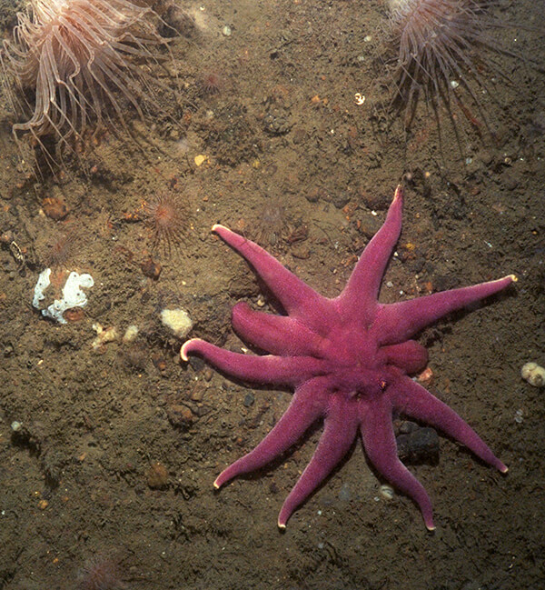 a pink sea star