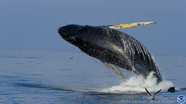 a breaching whale