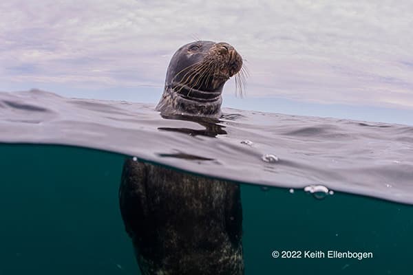 gray seal popping it's head above the water