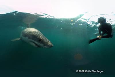 Keith Ellenbogen underwater holding a camera while a white shark swims by