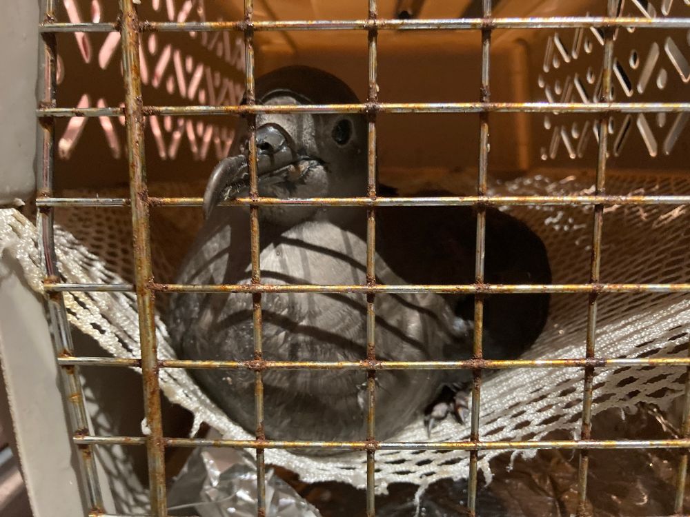 Sooty Shearwater resting in a pet carrier awaiting a tag