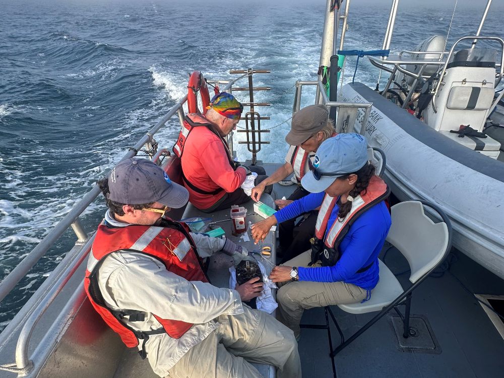 scientists attach a satellite transmitter to the back of a Great Shearwater