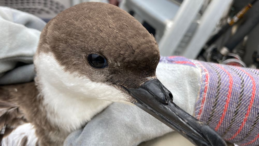close up of a Great Shearwater