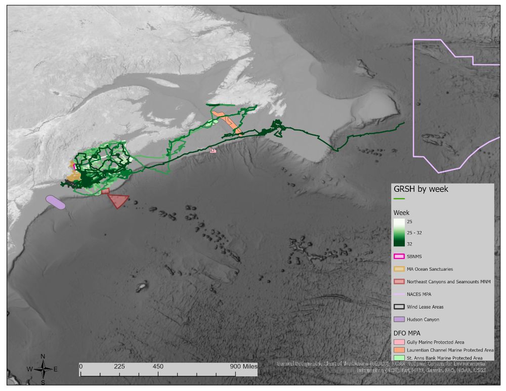Satellite tracks of 16 tagged Great Shearwaters.
