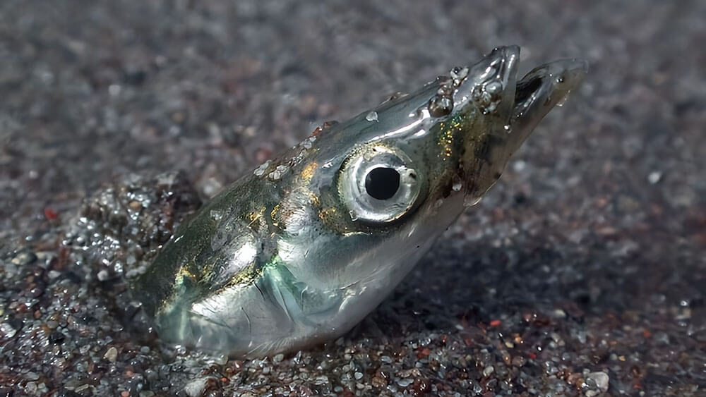 a sandlance pokes its head out of the sand on the seafloor