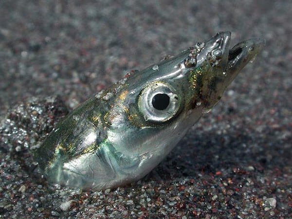 a sandlance poking its head out of sand on the seafloor