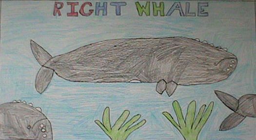 Poster of right whales
