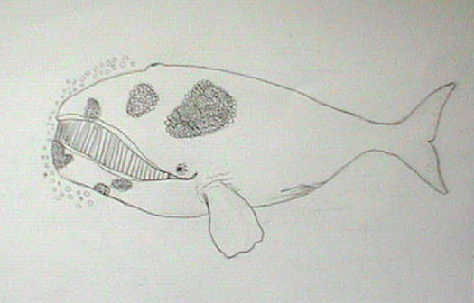 Illustration of right whale
