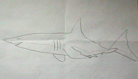 Illustration of white shark